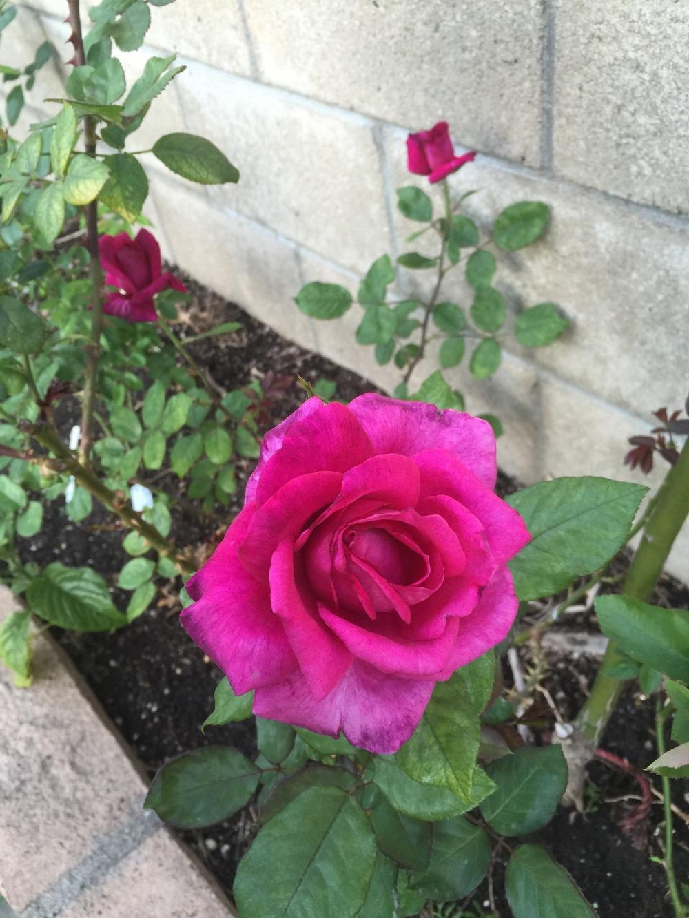 Photo of Rose (Rosa 'Intrigue') uploaded by mattmackay22