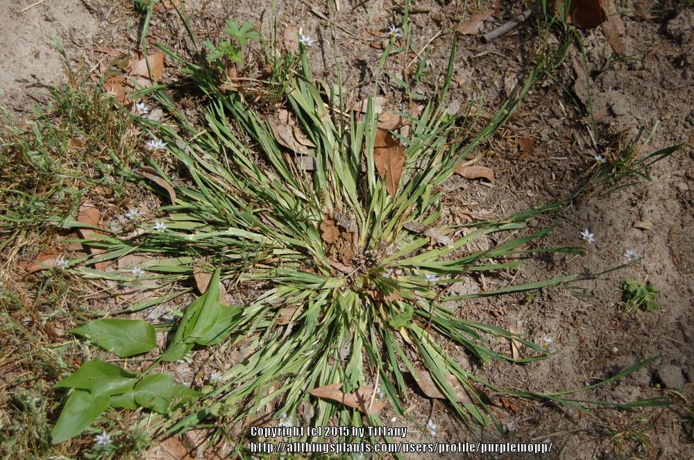 Photo of Eastern Blue-Eyed Grass (Sisyrinchium atlanticum) uploaded by purpleinopp