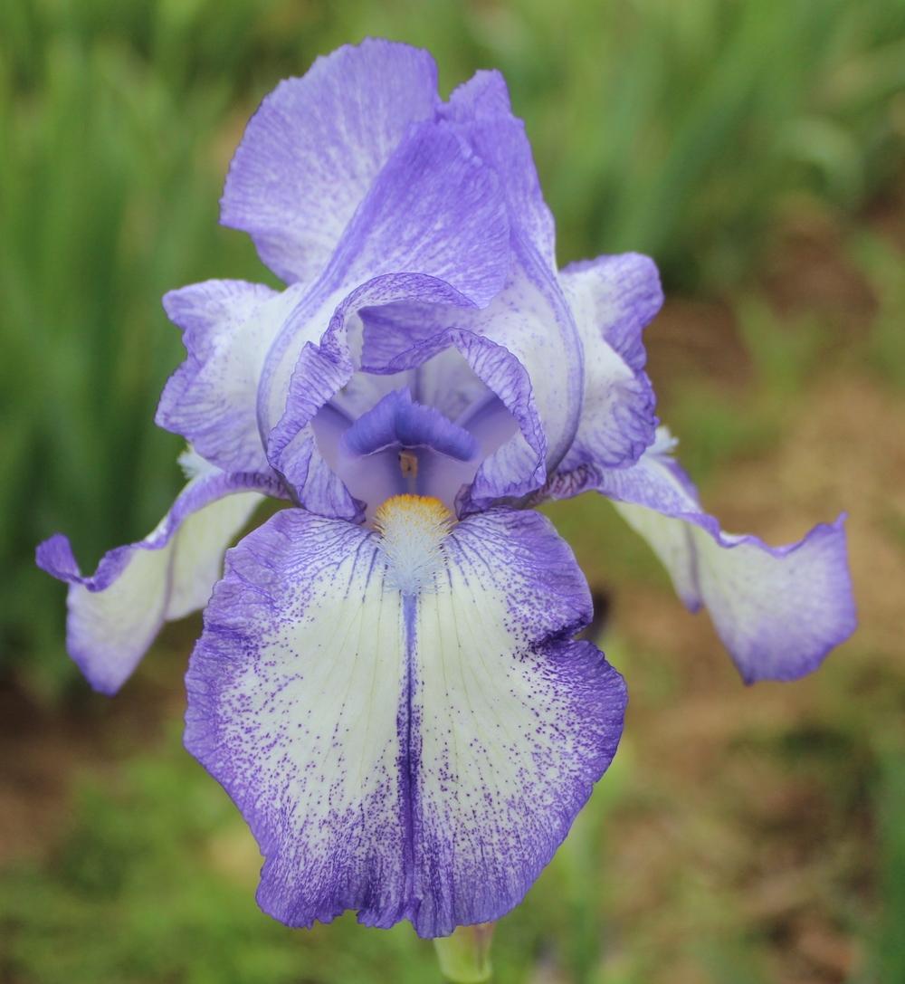Photo of Tall Bearded Iris (Iris 'Dotted Swiss') uploaded by Calif_Sue