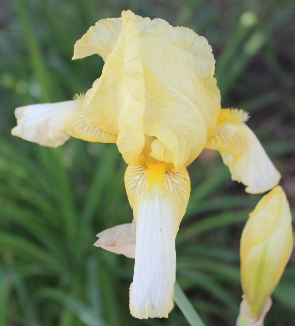 Photo of Tall Bearded Iris (Iris 'Doré') uploaded by Calif_Sue