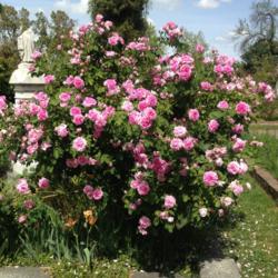 Location: Historic Rose Garden, Historic City Cemetery, Sacramento CA.
Date: 2015-04-06
Zone 9b