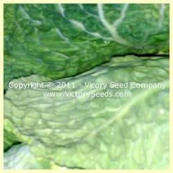 Location: Victory Seed Company - Liberal, OR
Close-up of the texture - Image used with permission of the Victo