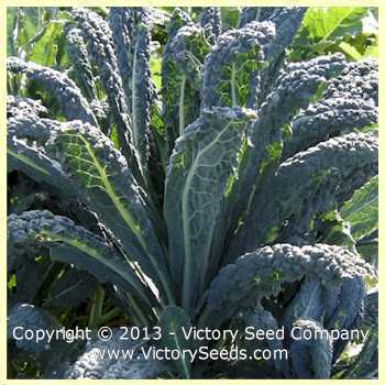 Photo of Kale (Brassica oleracea 'Lacinato') uploaded by MikeD