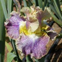 Location: Catheys Valley CA
Date: 4-10-2015
Photo courtesy of Superstition Iris Gardens, posted with permissi
