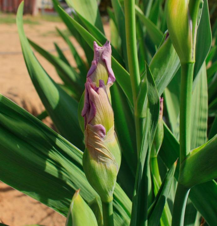 Photo of Tall Bearded Iris (Iris 'Celebration Song') uploaded by Moiris
