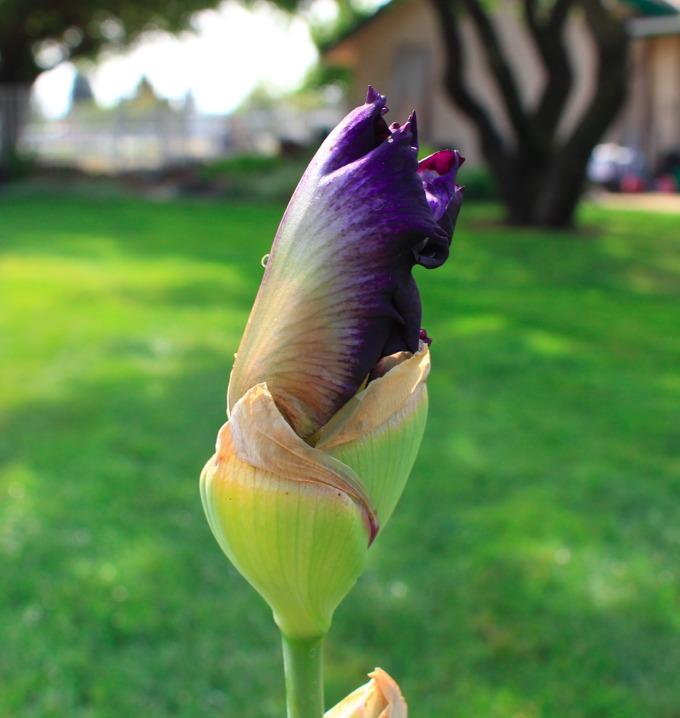 Photo of Tall Bearded Iris (Iris 'Connection') uploaded by Moiris