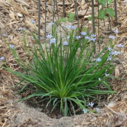 Location: Southeast alabama
Date: 2009-01-05
Blue eyed Grass plant