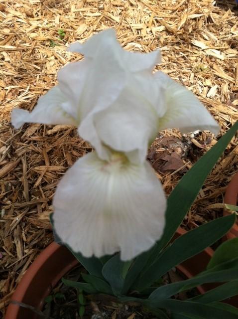 Photo of Standard Dwarf Bearded Iris (Iris 'White Gem') uploaded by grannysgarden