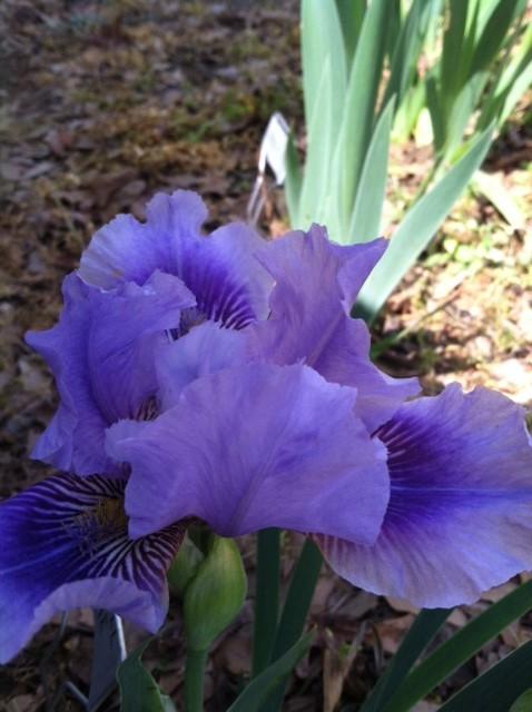 Photo of Intermediate Bearded Iris (Iris 'Smell Me') uploaded by grannysgarden