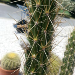 Location: Holmes Beach FL
Date: 2015-04-09
Fuzzy bud on lower side of cactus