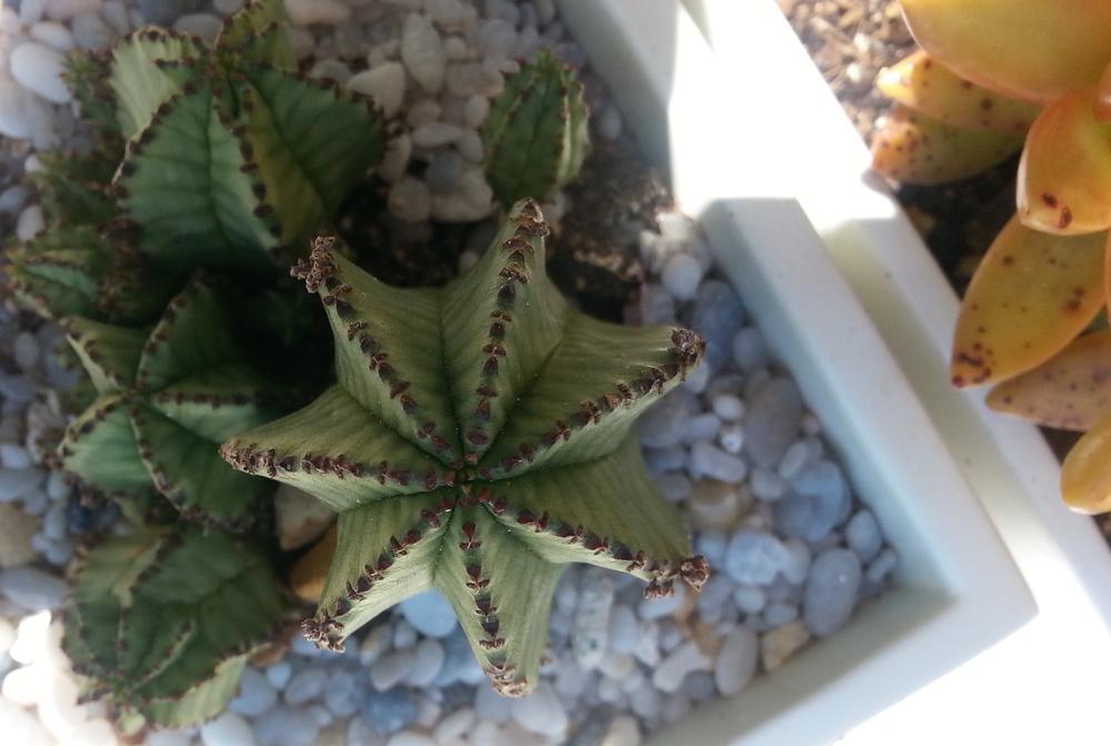 Photo of Euphorbia (Euphorbia polygona var. anoplia) uploaded by karmatree