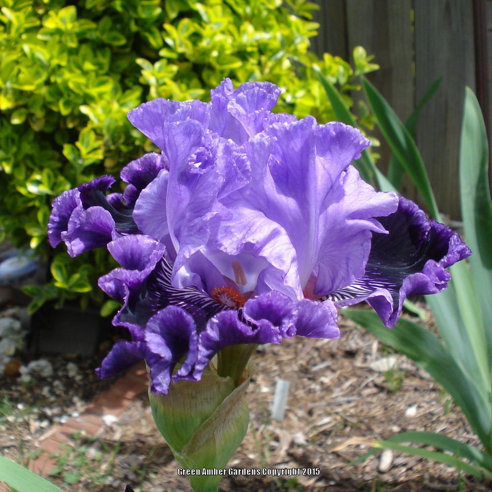 Photo of Tall Bearded Iris (Iris 'By Jeeves') uploaded by lovemyhouse