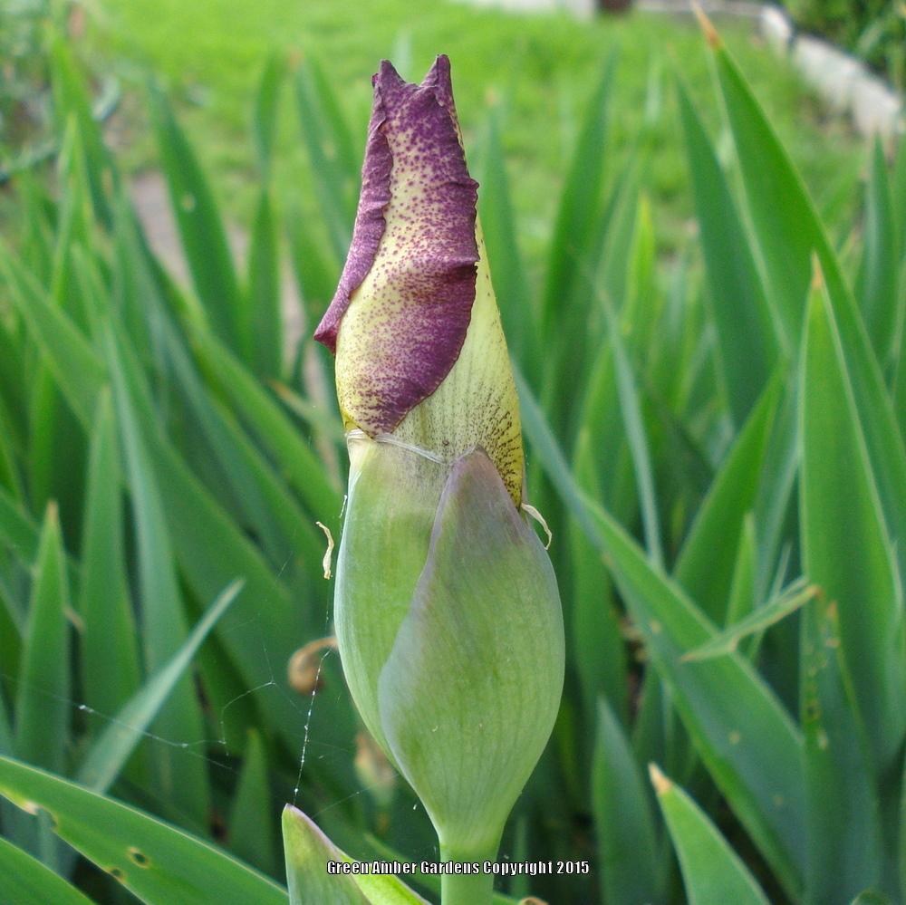 Photo of Tall Bearded Iris (Iris 'Cinnamon Girl') uploaded by lovemyhouse