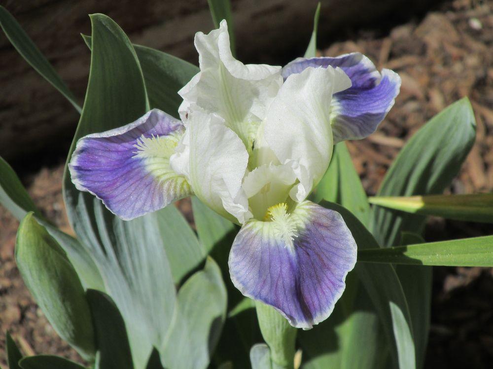Photo of Standard Dwarf Bearded Iris (Iris 'Sophistikitty') uploaded by Bloomers
