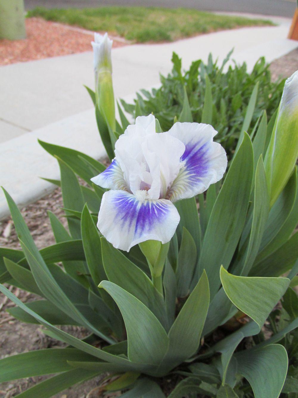 Photo of Standard Dwarf Bearded Iris (Iris 'Riveting') uploaded by Bloomers