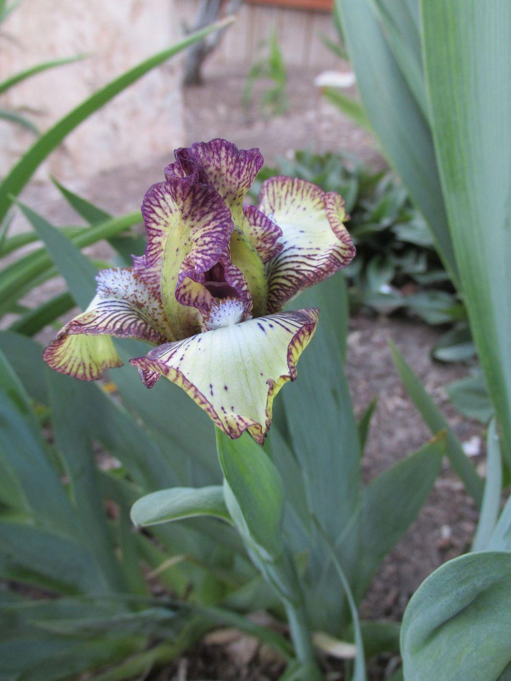 Photo of Standard Dwarf Bearded Iris (Iris 'Doxie Doodles') uploaded by Bloomers