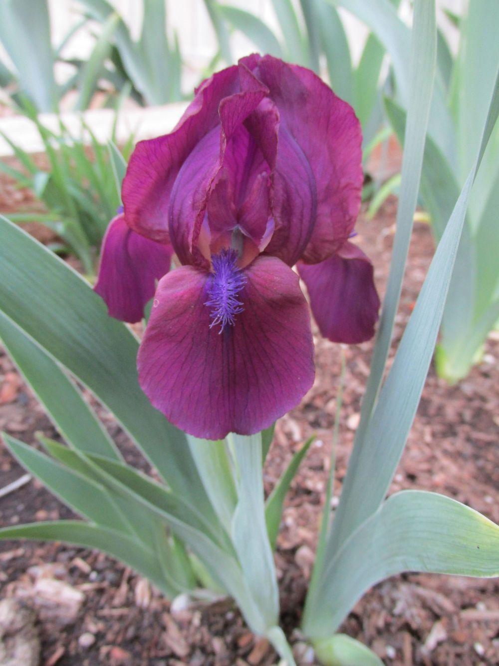 Photo of Standard Dwarf Bearded Iris (Iris 'Cherry Garden') uploaded by Bloomers