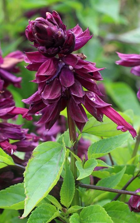 Photo of Salvia (Salvia splendens 'Lighthouse Purple') uploaded by Calif_Sue