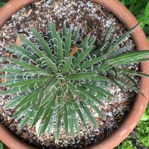 Century Plant (agave Leopoldii).  Absolutely deadly red-tipped sp