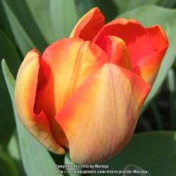 Location: My garden in Kentucky
Date: 2015-04-10
First bloom opened today!  Love the color (inside) and looking fo