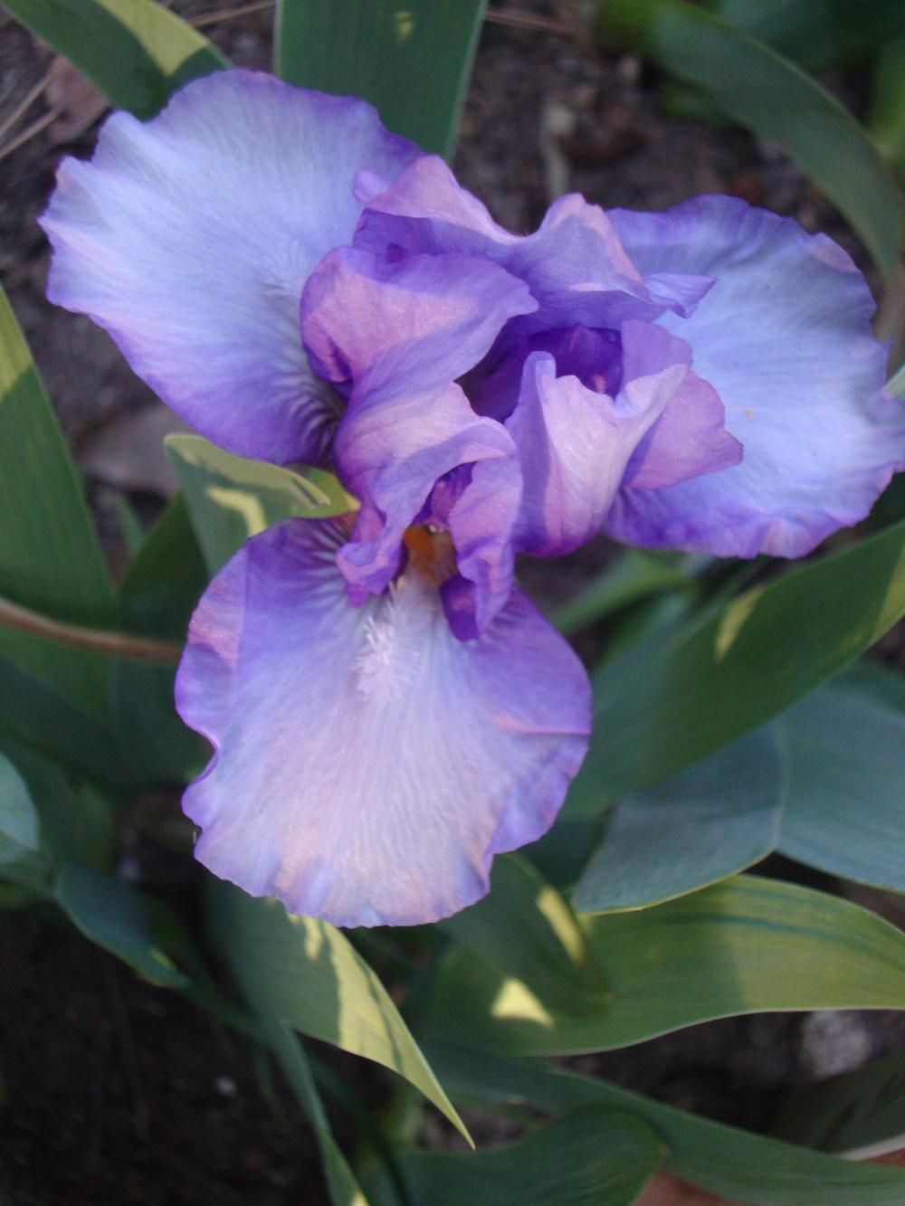 Photo of Standard Dwarf Bearded Iris (Iris 'Blend of Blue') uploaded by Paul2032
