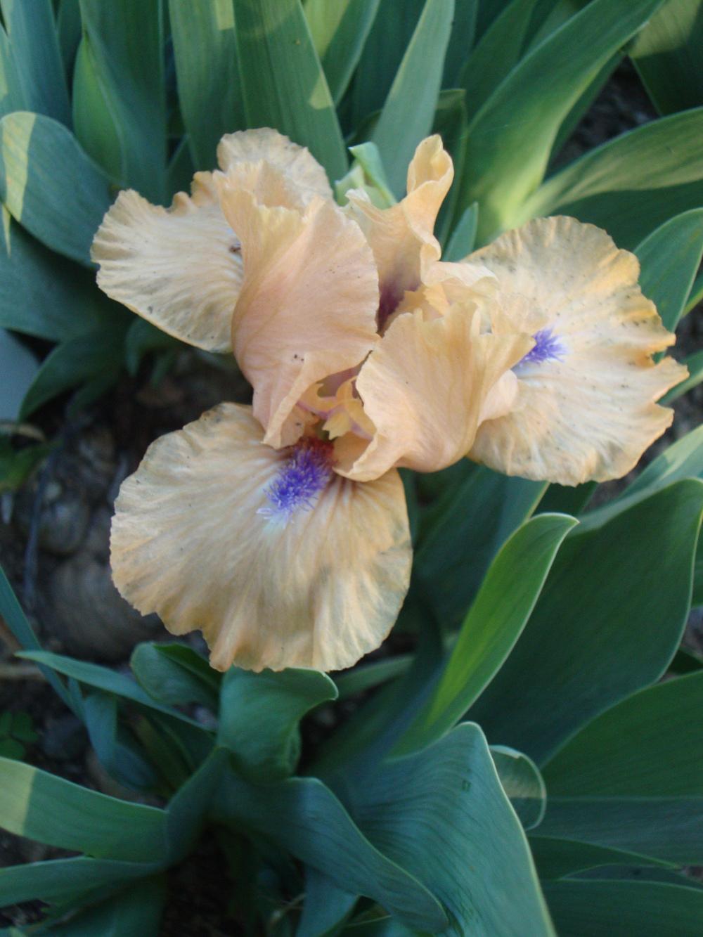 Photo of Miniature Dwarf Bearded Iris (Iris 'Brevity') uploaded by Paul2032