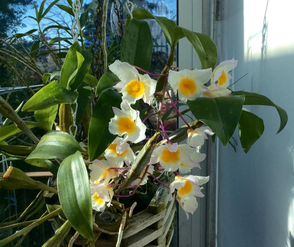 Photo of Orchid (Dendrobium farmeri) uploaded by Ursula
