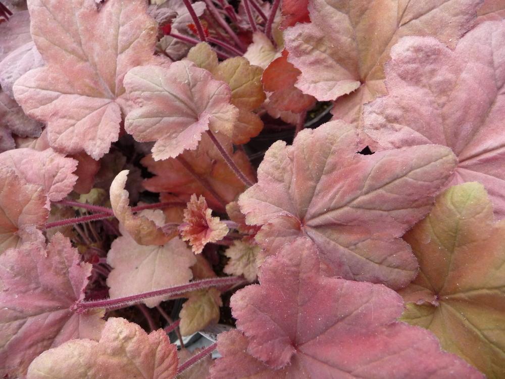 Photo of Coral Bells (Heuchera 'Autumn Leaves') uploaded by gardengus