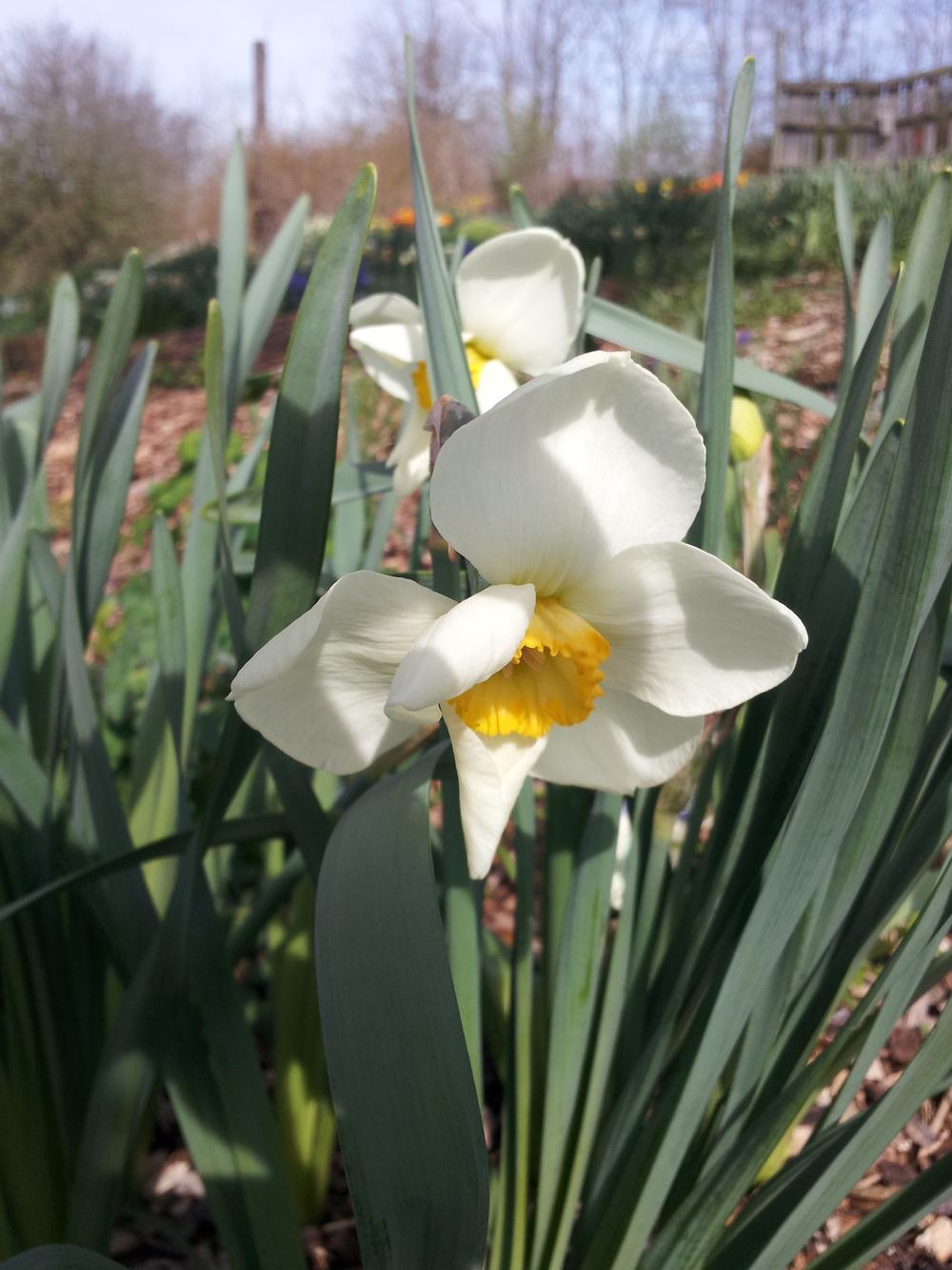 Photo of Small Cupped Daffodil (Narcissus 'Loth Lorien') uploaded by gemini_sage