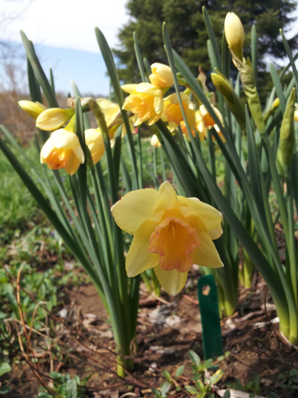 Photo of Jonquilla Narcissus (Narcissus 'Blushing Lady') uploaded by gemini_sage