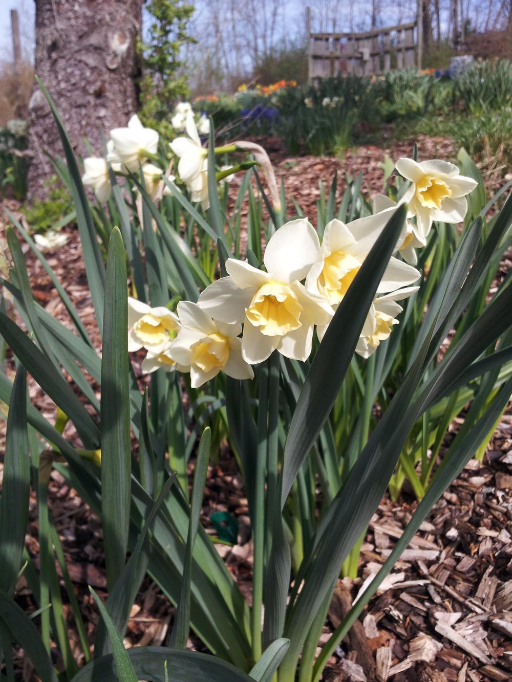Photo of Daffodil (Narcissus 'Sweet Love') uploaded by gemini_sage