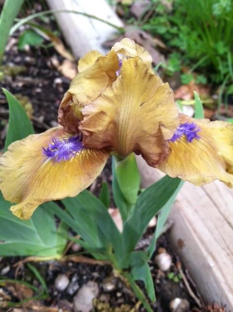 Photo of Standard Dwarf Bearded Iris (Iris 'Aladdin's Flame') uploaded by grannysgarden
