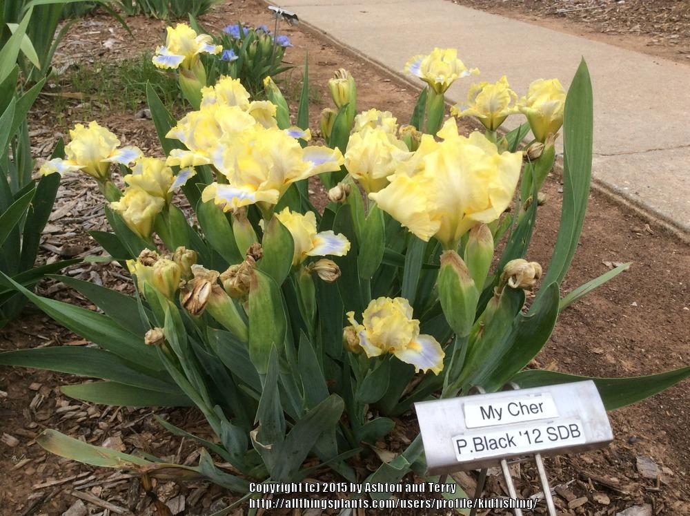 Photo of Standard Dwarf Bearded Iris (Iris 'My Cher') uploaded by kidfishing