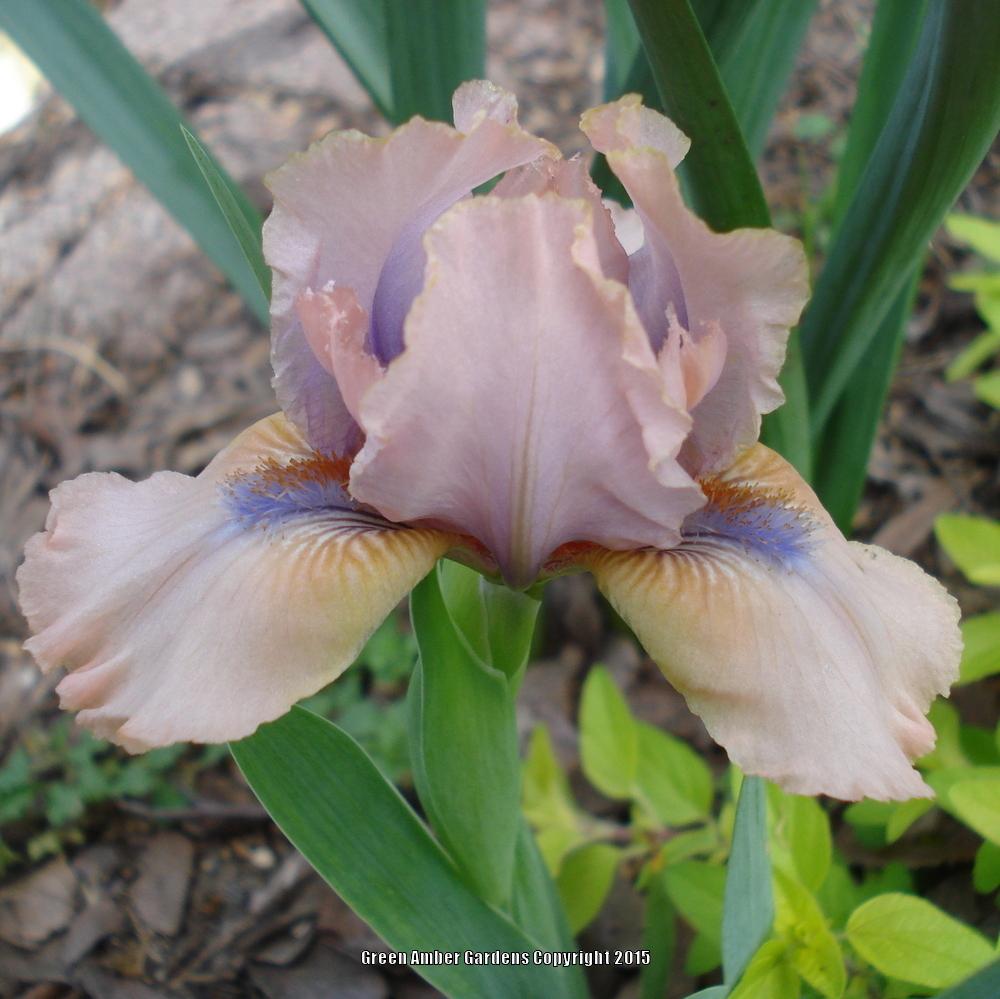 Photo of Standard Dwarf Bearded Iris (Iris 'Loon Lake') uploaded by lovemyhouse