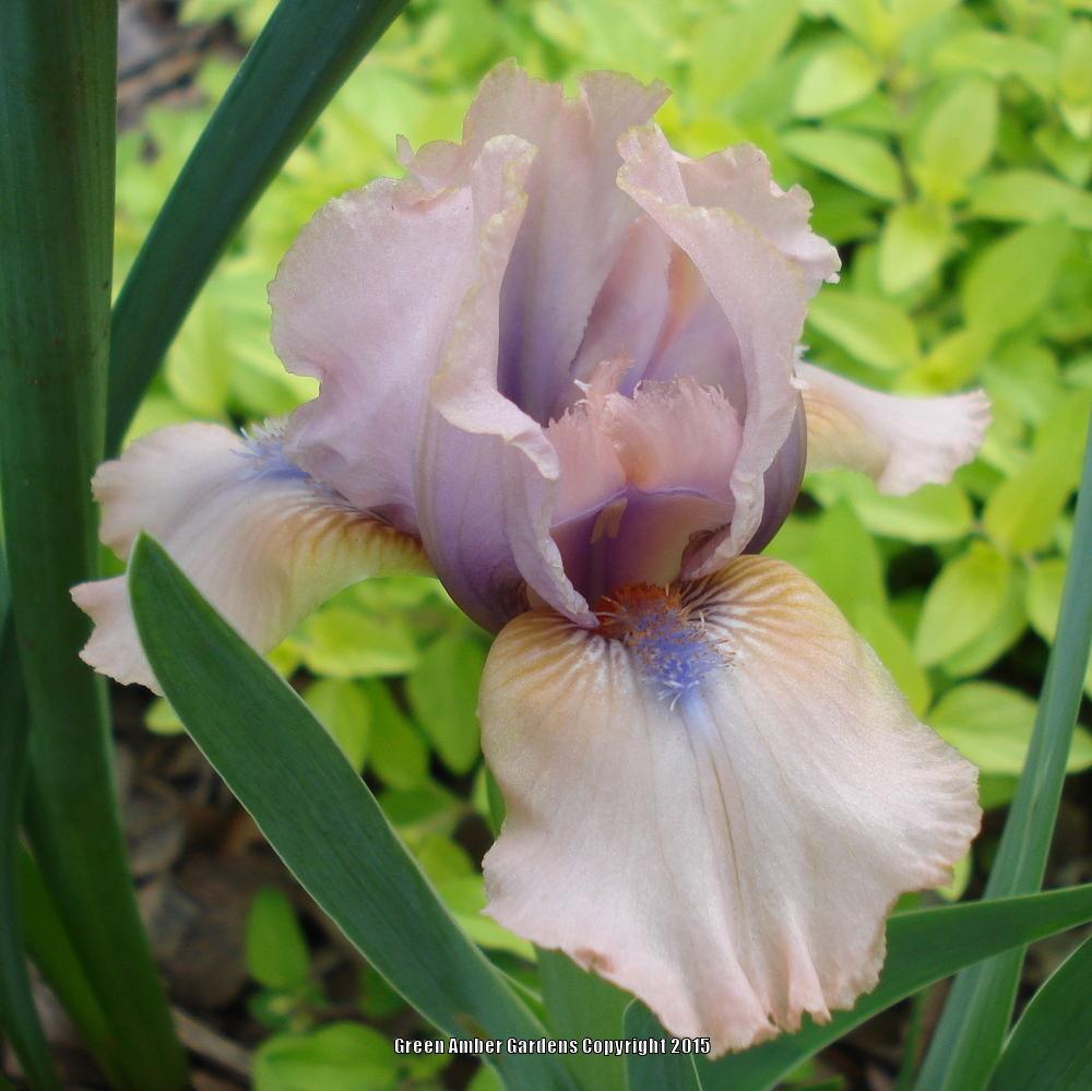 Photo of Standard Dwarf Bearded Iris (Iris 'Loon Lake') uploaded by lovemyhouse
