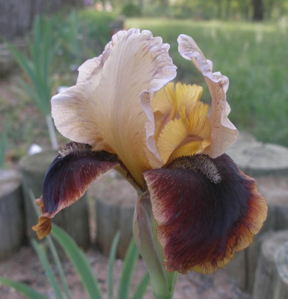 Photo of Arilbred Iris (Iris 'Navajo Velvet') uploaded by needrain