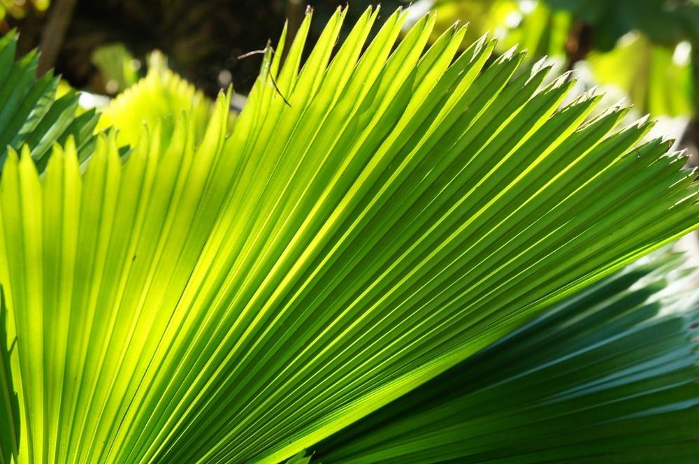 Photo of Ruffled Fan Palm (Licuala grandis) uploaded by skylark