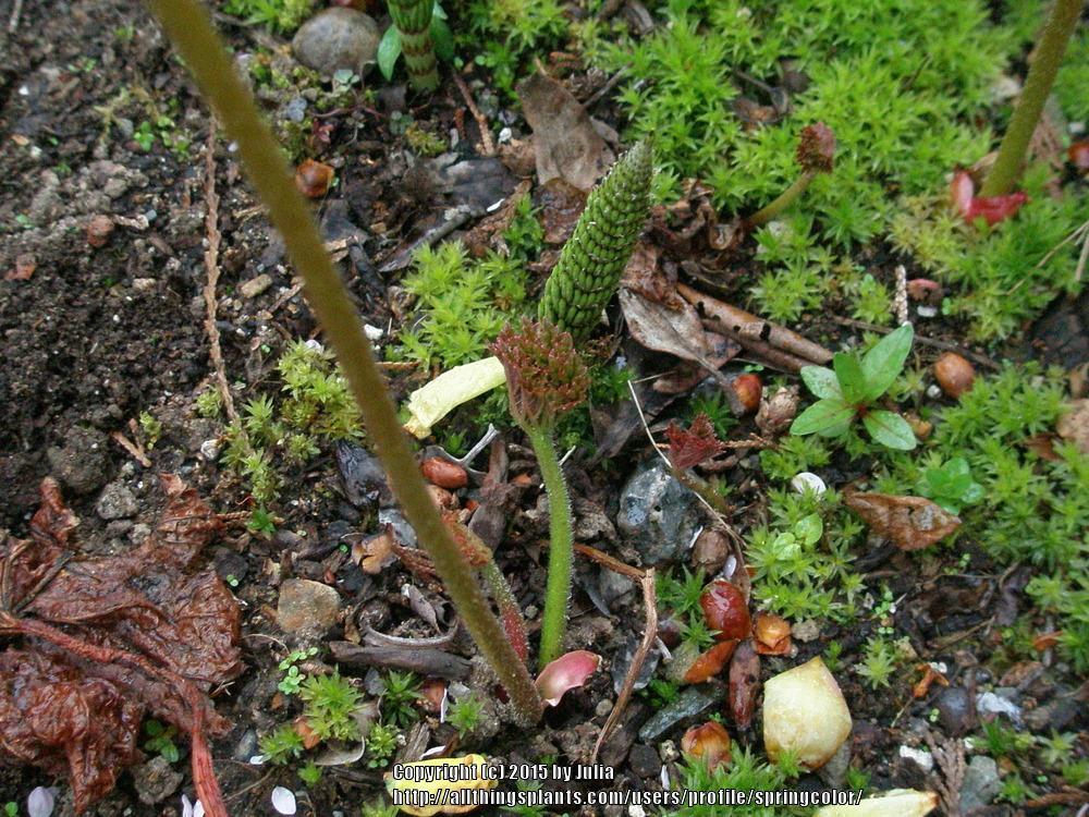 Photo of Umbrella Plant (Darmera peltata) uploaded by springcolor