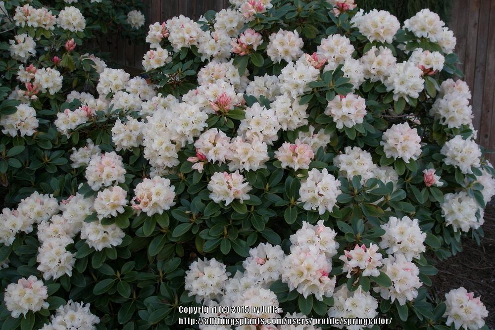 Photo of Rhododendron 'Unique' uploaded by springcolor