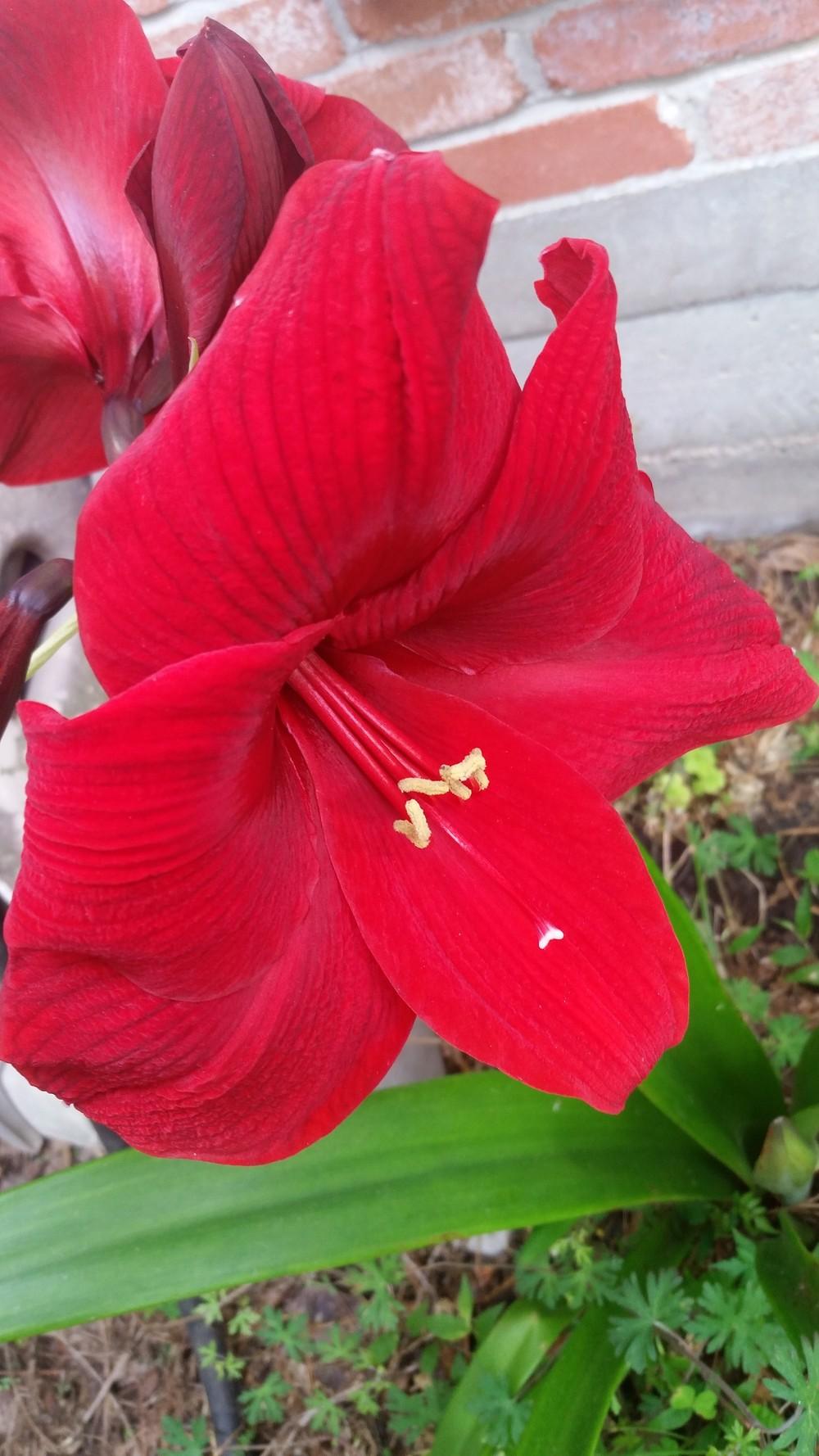 Photo of Amaryllis (Hippeastrum 'Red Lion') uploaded by value4dollars
