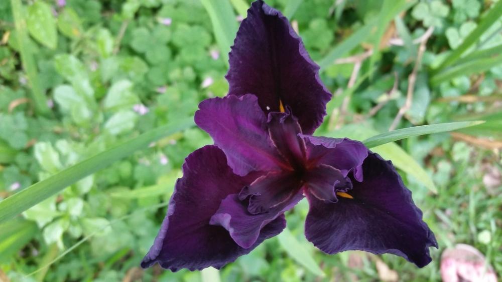 Photo of Louisiana Iris (Iris 'Black Gamecock') uploaded by value4dollars