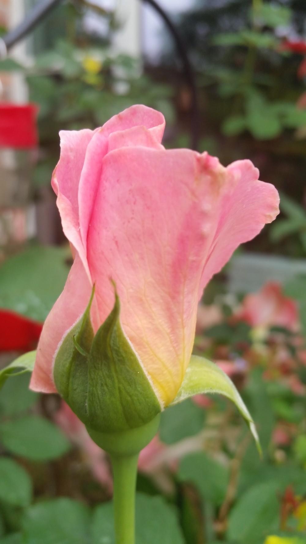 Photo of Hybrid Tea Rose (Rosa 'Tiffany') uploaded by value4dollars