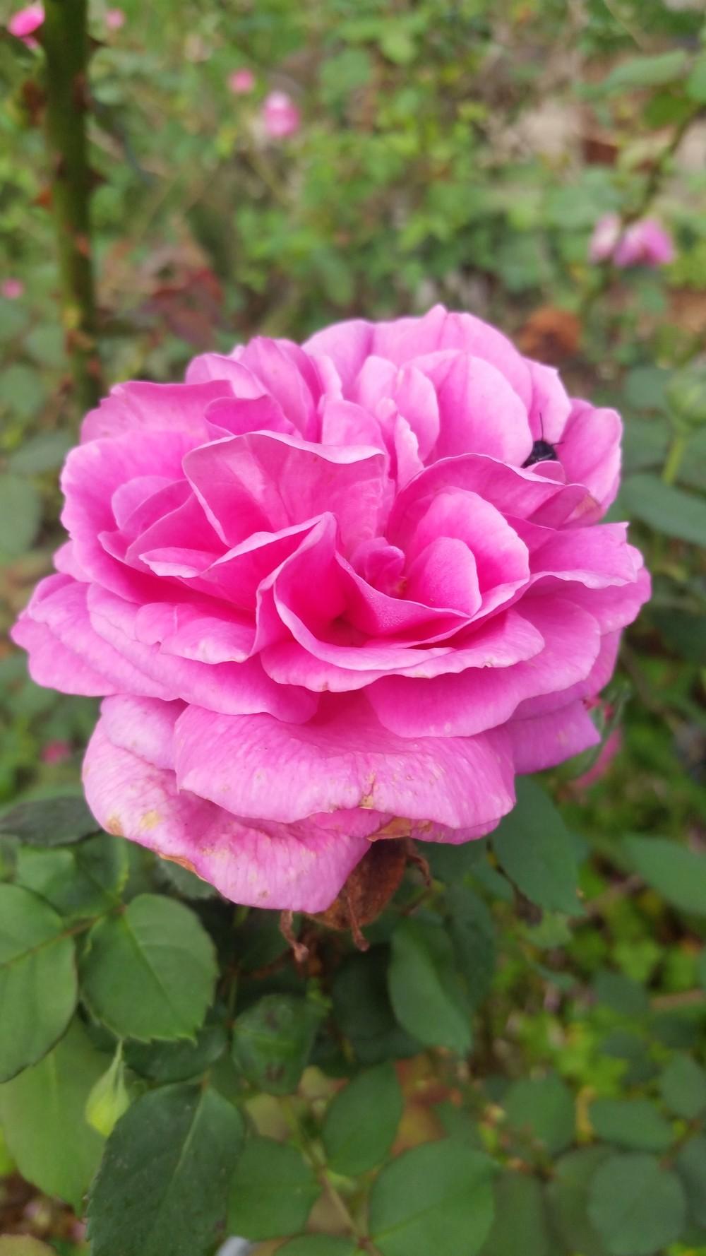 Photo of Rose (Rosa 'Madame Isaac Pereire') uploaded by value4dollars