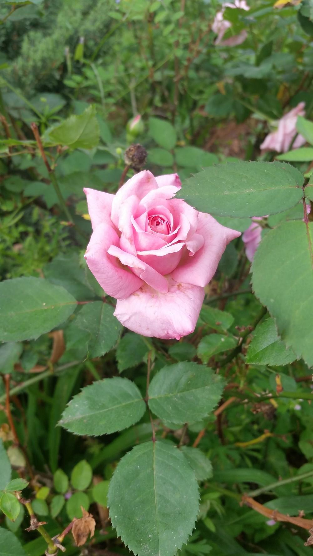 Photo of Rose (Rosa 'Belinda's Dream') uploaded by value4dollars