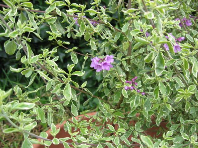 Photo of Variegated Mint Bush (Prostanthera ovalifolia 'Variegata') uploaded by wcgypsy