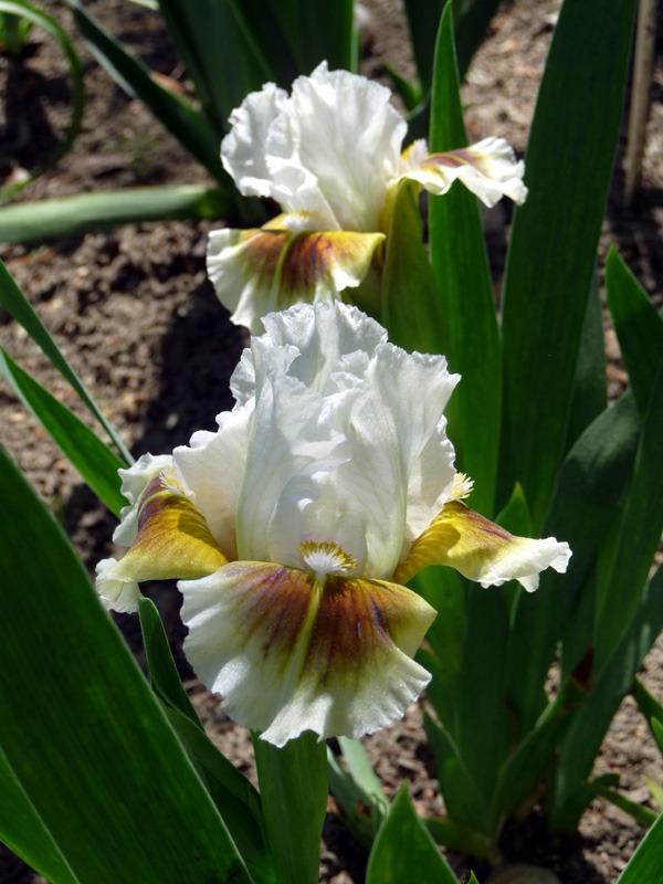 Photo of Standard Dwarf Bearded Iris (Iris 'Muggles') uploaded by Lestv