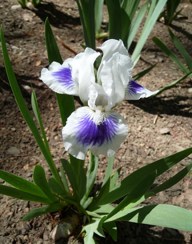 Photo of Standard Dwarf Bearded Iris (Iris 'Open Your Eyes') uploaded by Lestv
