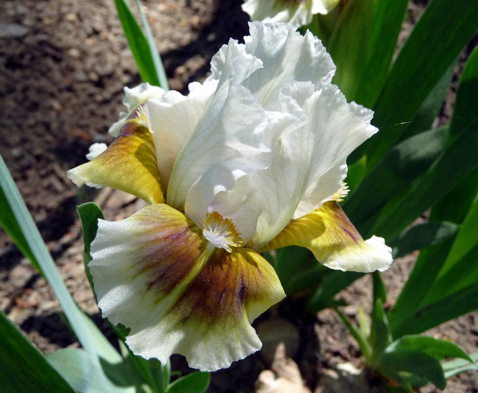 Photo of Standard Dwarf Bearded Iris (Iris 'Muggles') uploaded by Lestv