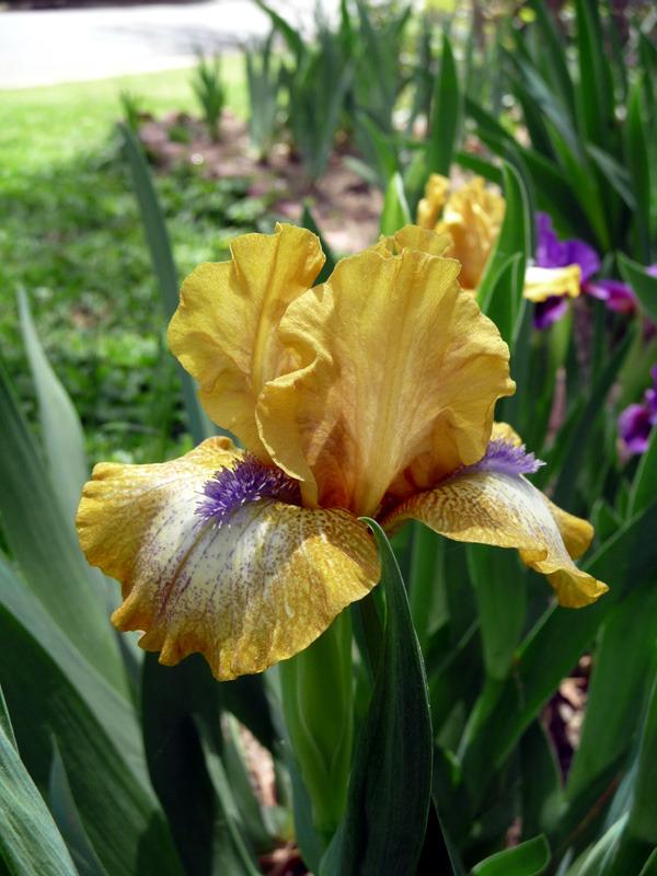 Photo of Standard Dwarf Bearded Iris (Iris 'Ninja Turtles') uploaded by Lestv