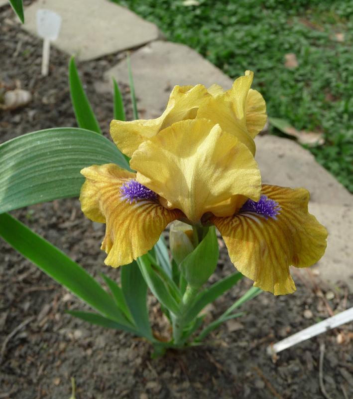 Photo of Standard Dwarf Bearded Iris (Iris 'Killarney Green') uploaded by Lestv